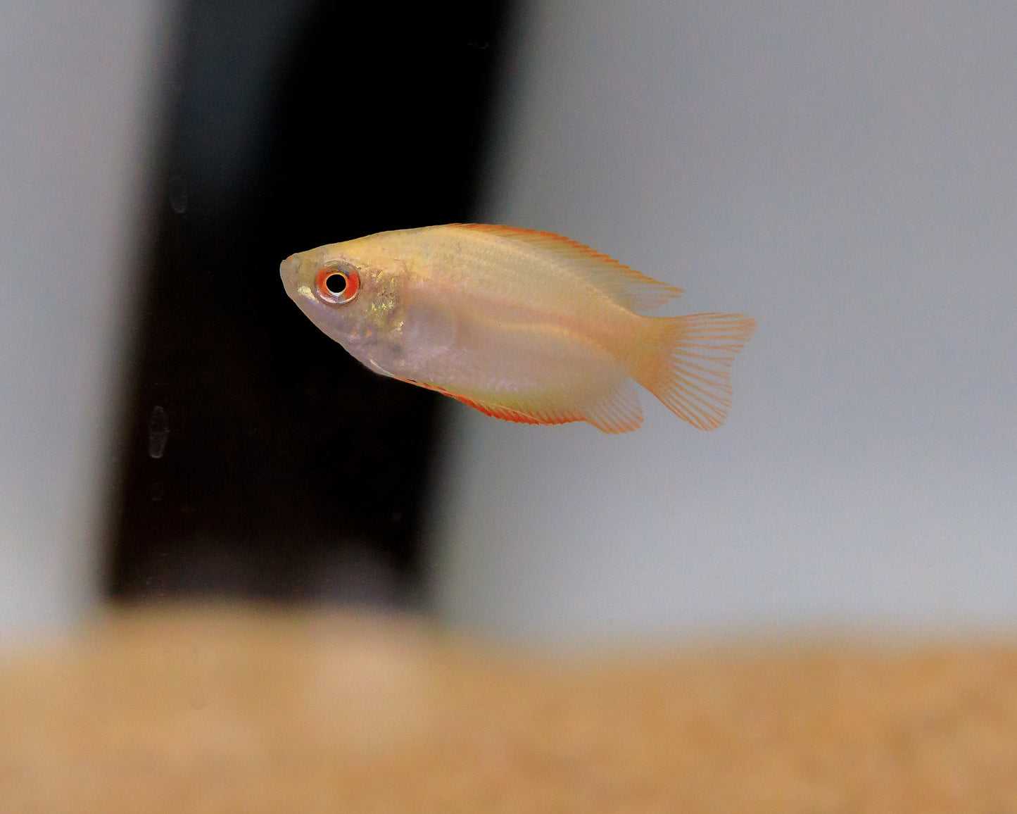 Honey Dwarf Gourami