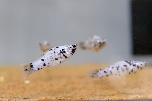 Dalmatian Molly