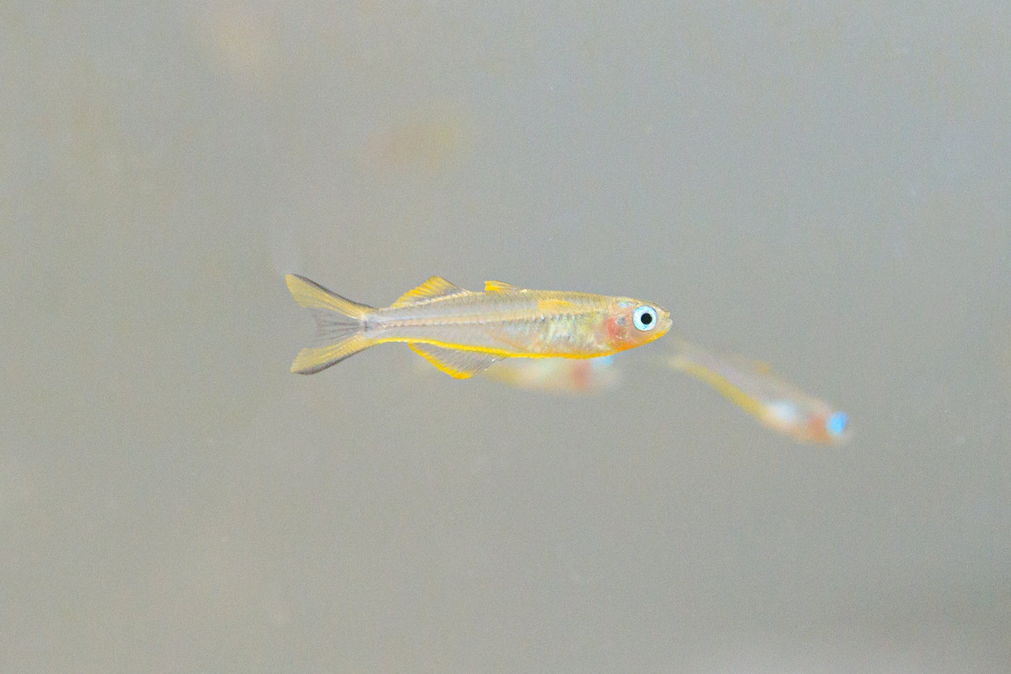 Pseudomugil Rainbow