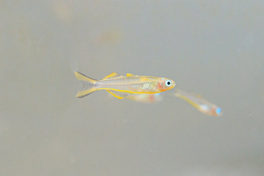 Pseudomugil Rainbow