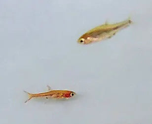 Chili Rasbora