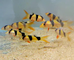 Clown Loach