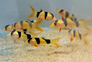 Clown Loach