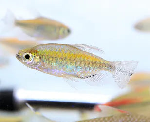 Congo Tetra