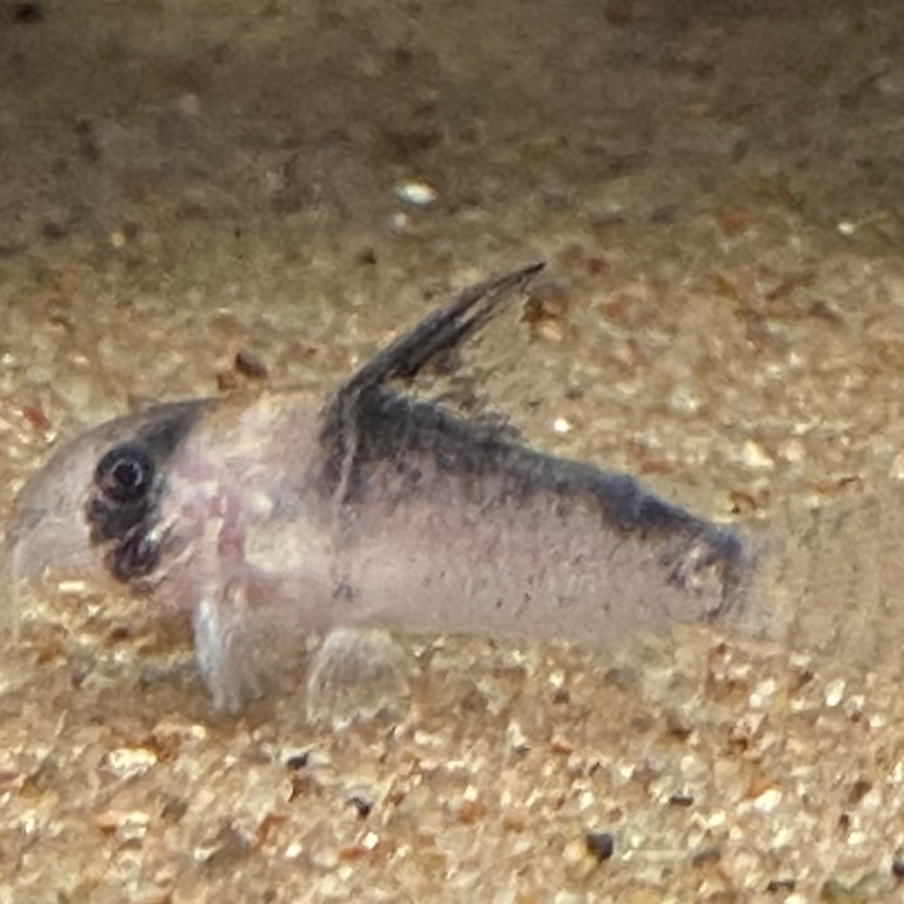 Adolfo’s Cory