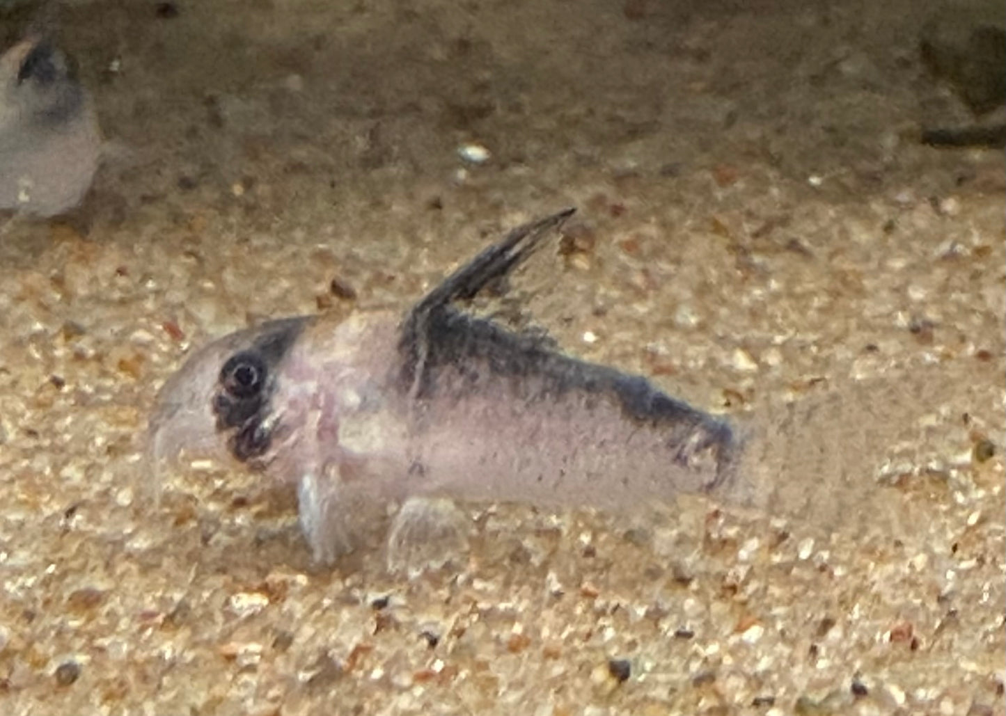 Adolfo’s Cory