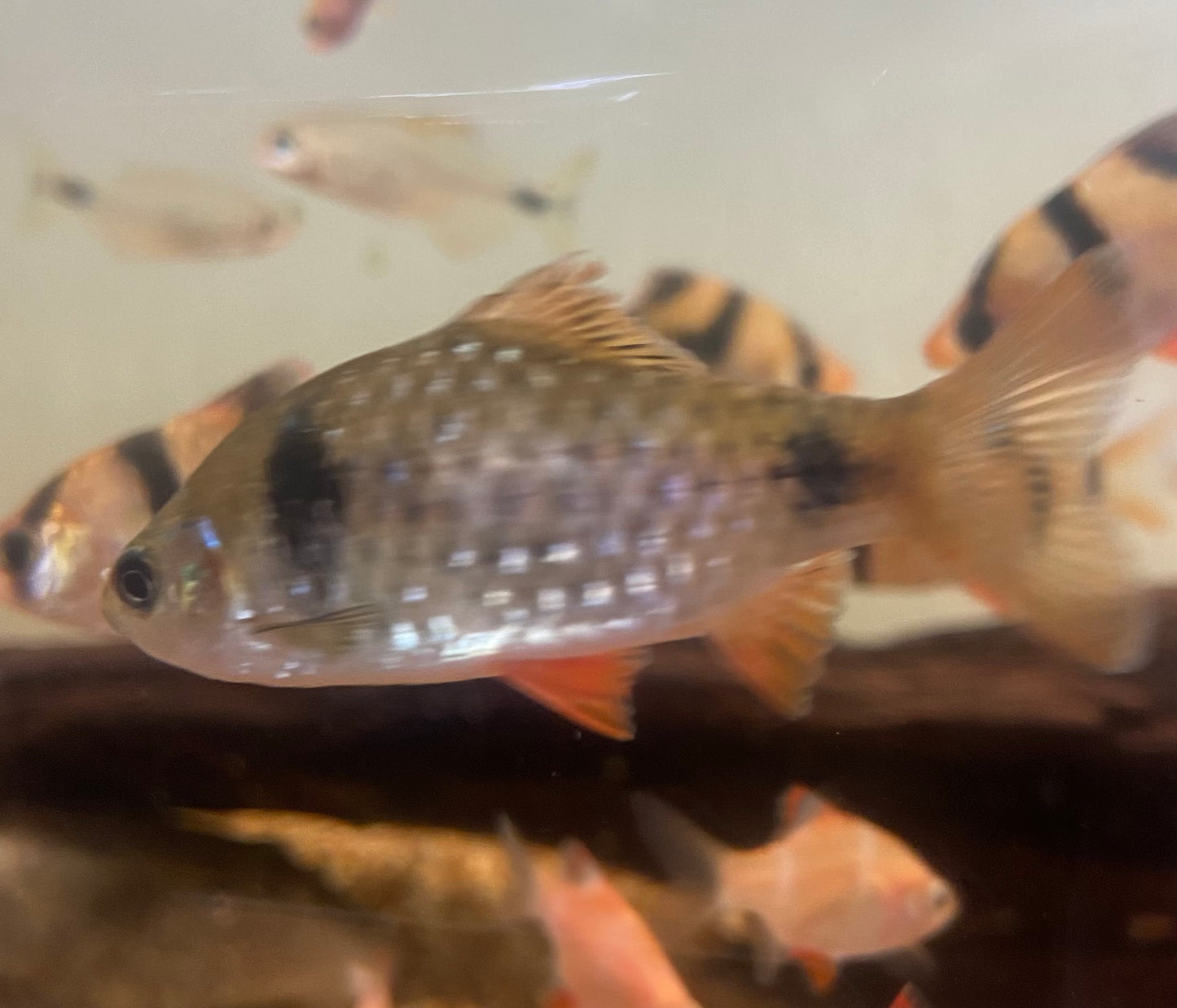 Odessa Barb