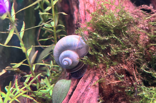 Mystery Snail