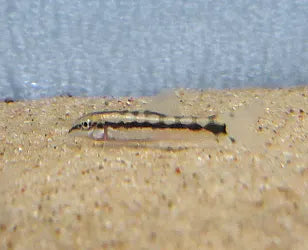 Dwarf Chain Loach