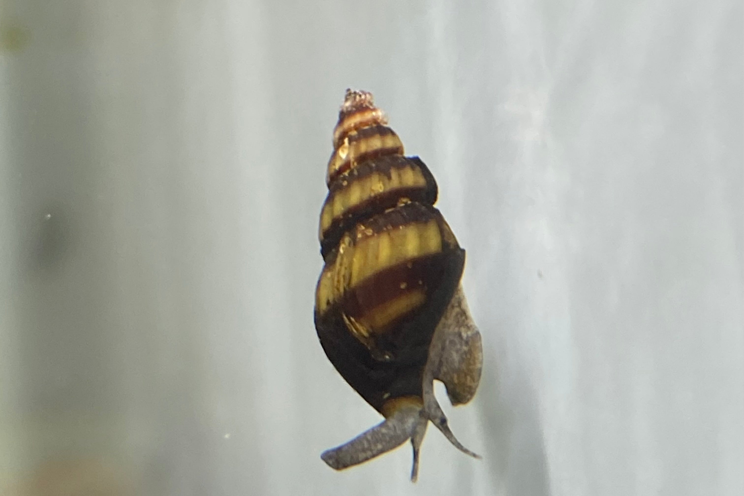 Assassin Snail – CK Fishworld