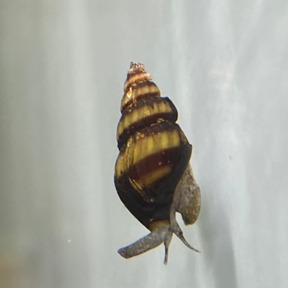 Assassin Snail