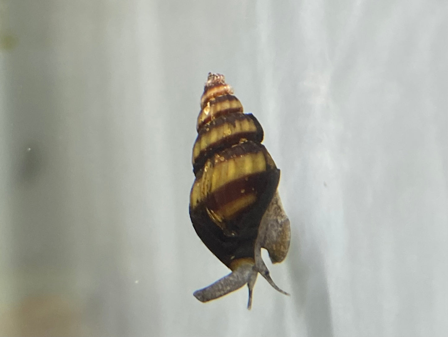 Assassin Snail