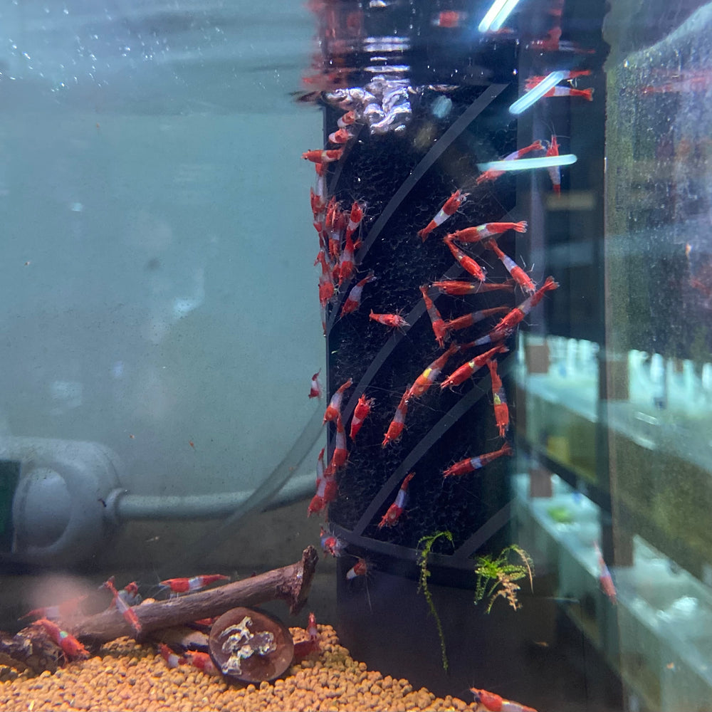 Red Rili Shrimp