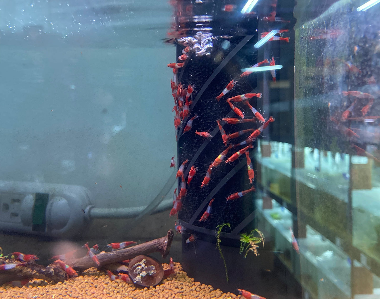 Red Rili Shrimp