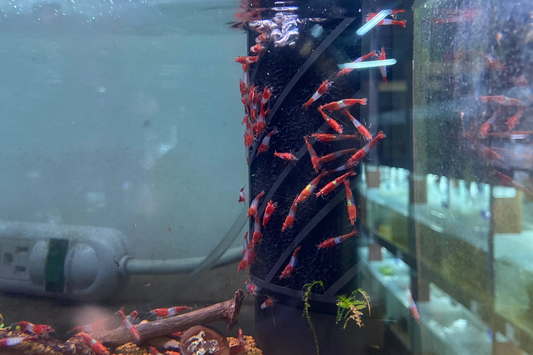 Red Rili Shrimp