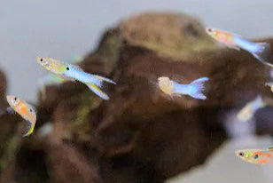 Endler's Liverbearers Male