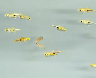 Espe's Rasbora