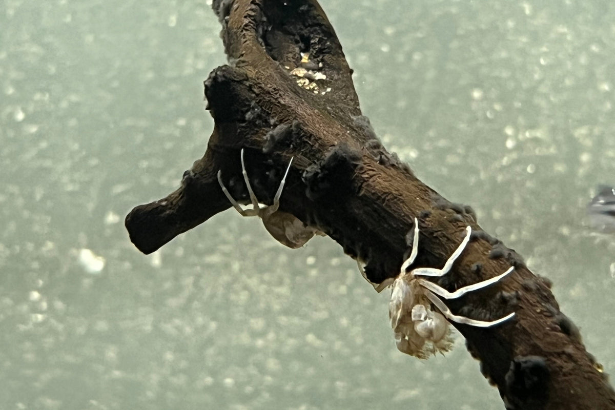 Thai Micro Crab for Sale | Overnight Shipping – CK Fishworld