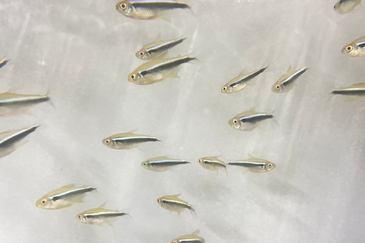 Black Neon Tetra