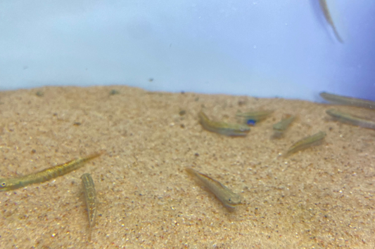 Rainbow Goby