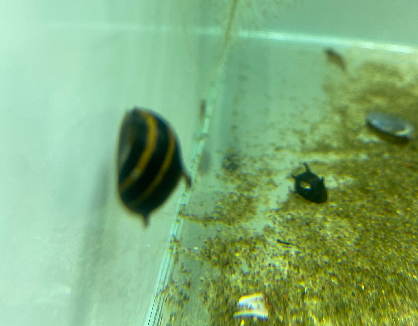 Horned Nerite Snail