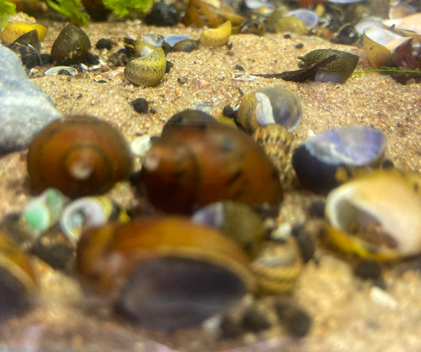 Ruby Nerite Snail