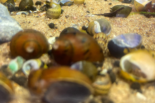 Ruby Nerite Snail