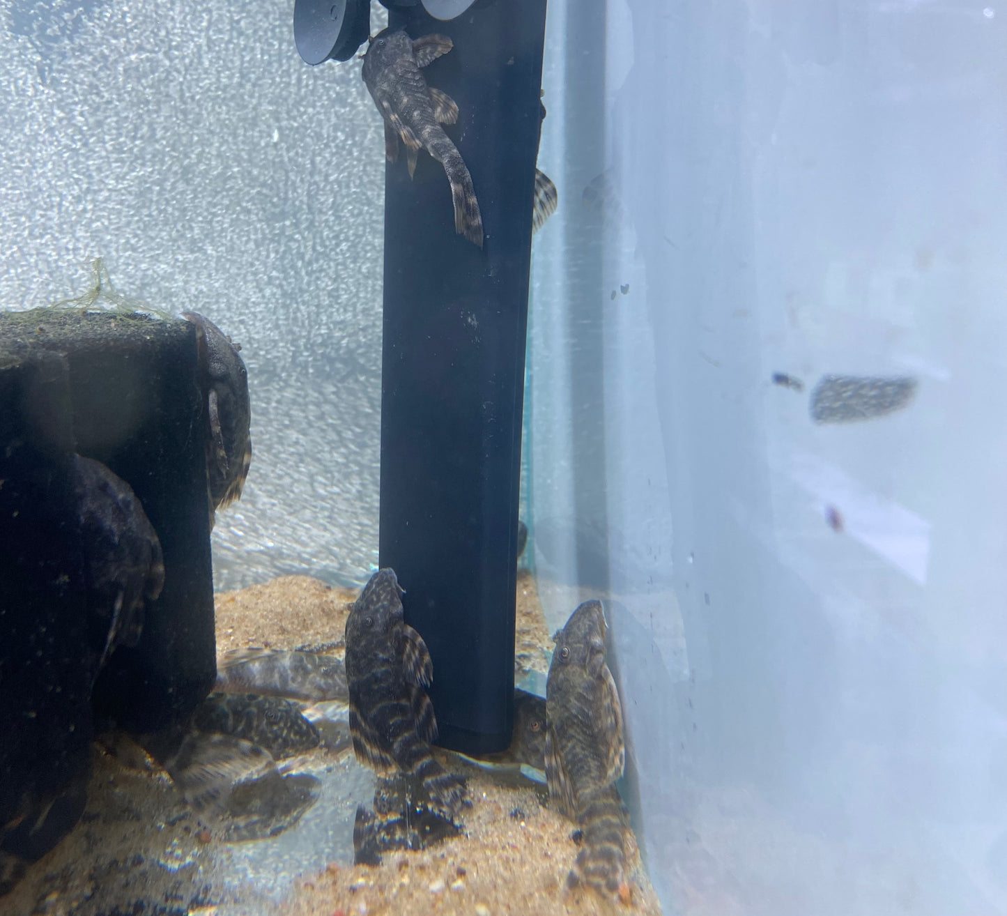 Clown Pleco