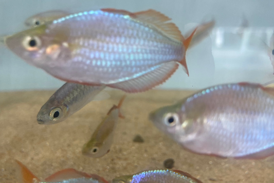 Dwarf Neon Rainbowfish (Praecox)