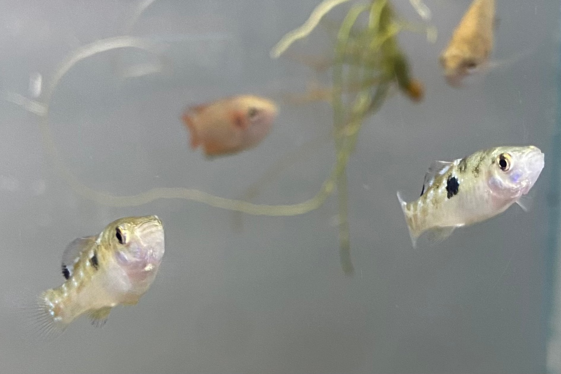 American Flagfish – CK Fishworld