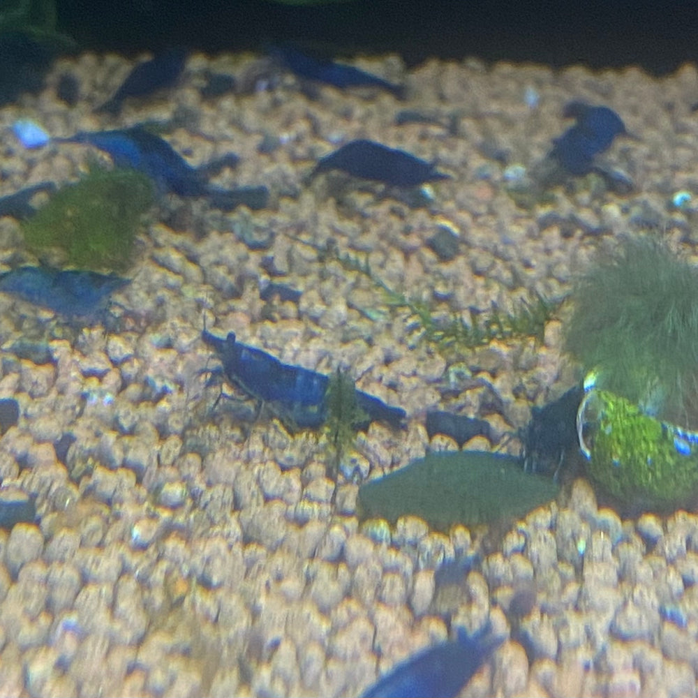 Aura Blue Shrimp