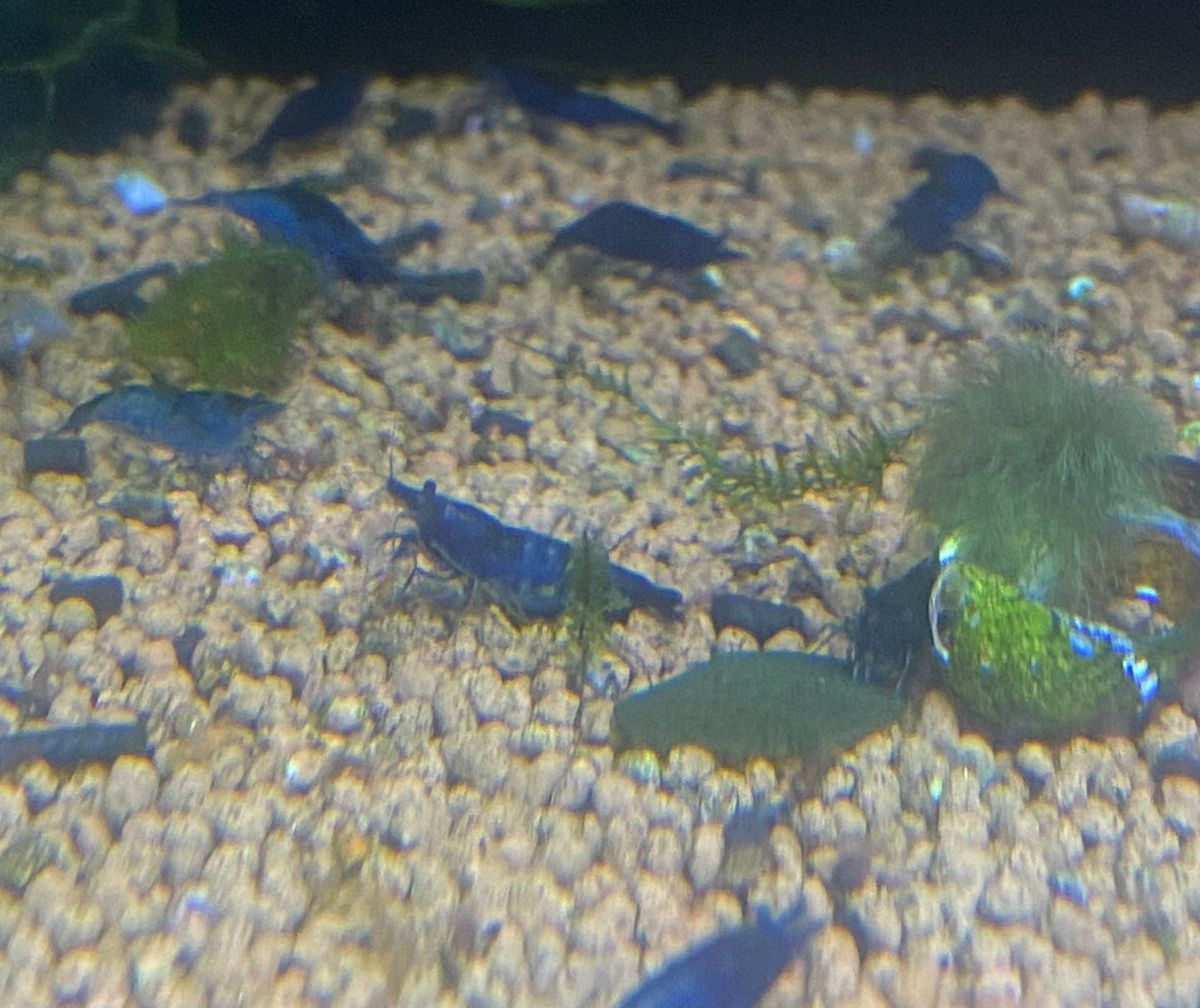 Aura Blue Shrimp