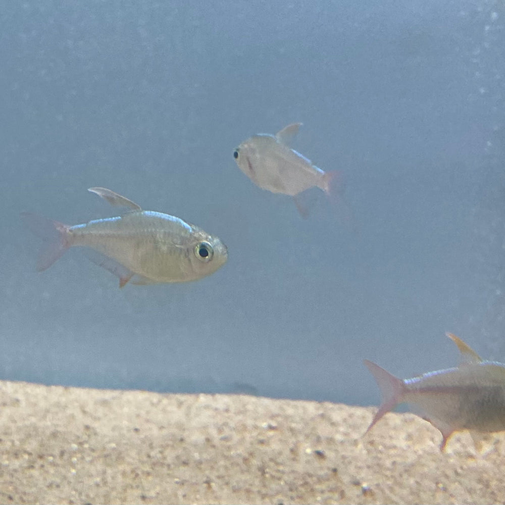 Colombian Tetra