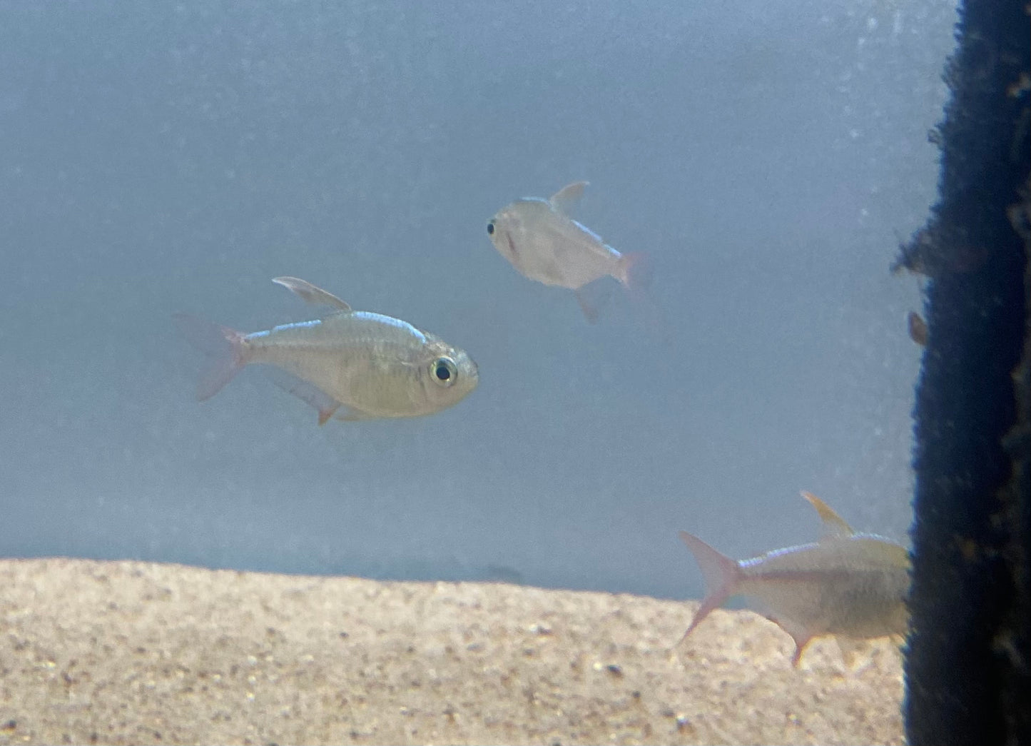 Colombian Tetra