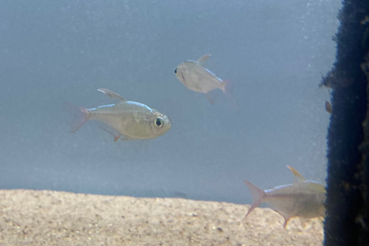 Colombian Tetra