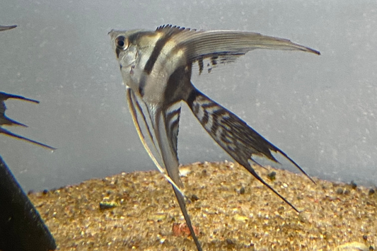 Half Black Angelfish