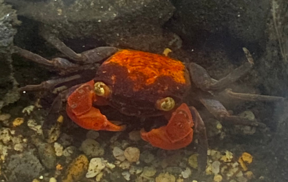 Red Devil Vampire Crab