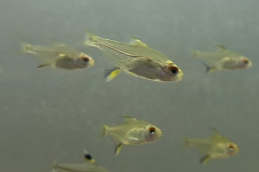 Lemon Tetra