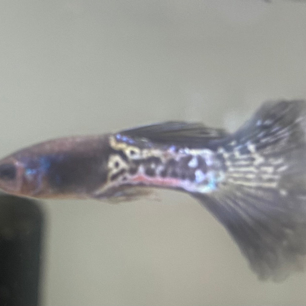 Black Lace Guppy