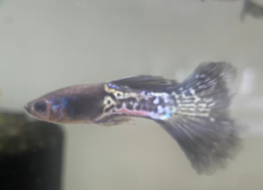 Black Lace Guppy