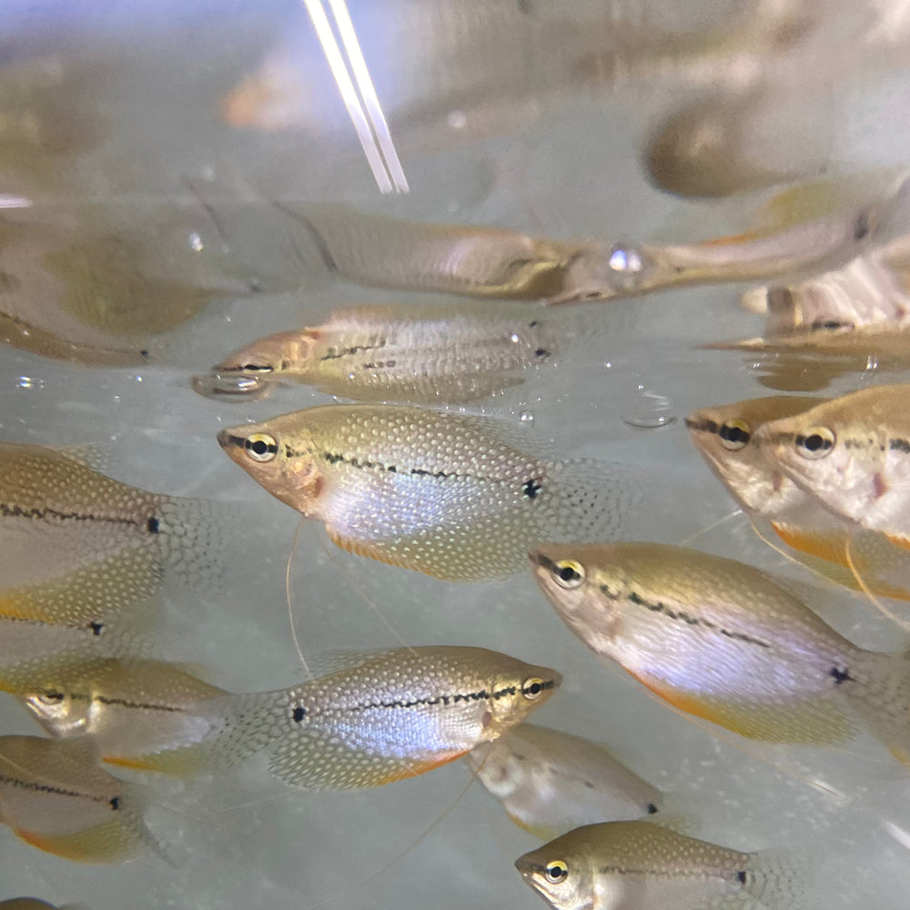 Pearl Gourami