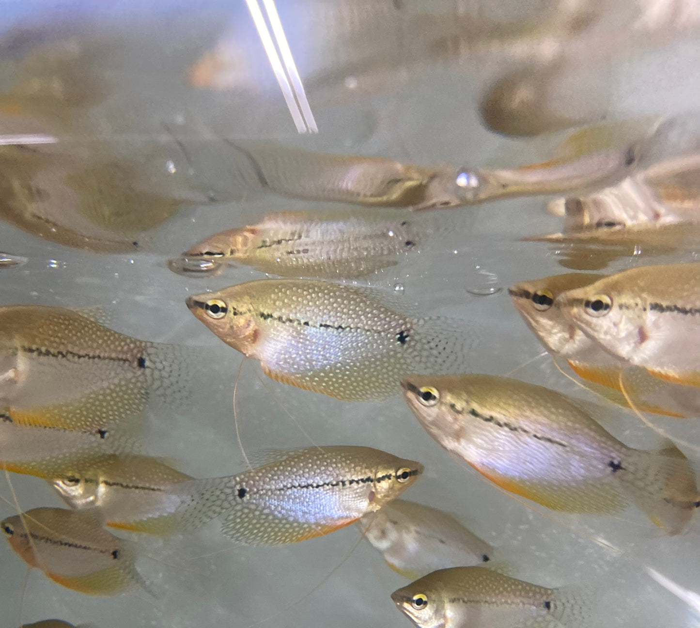 Pearl Gourami