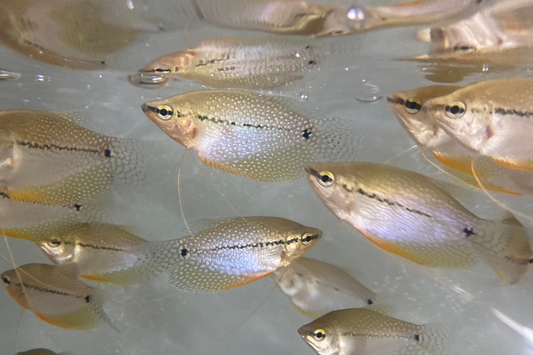 Pearl Gourami