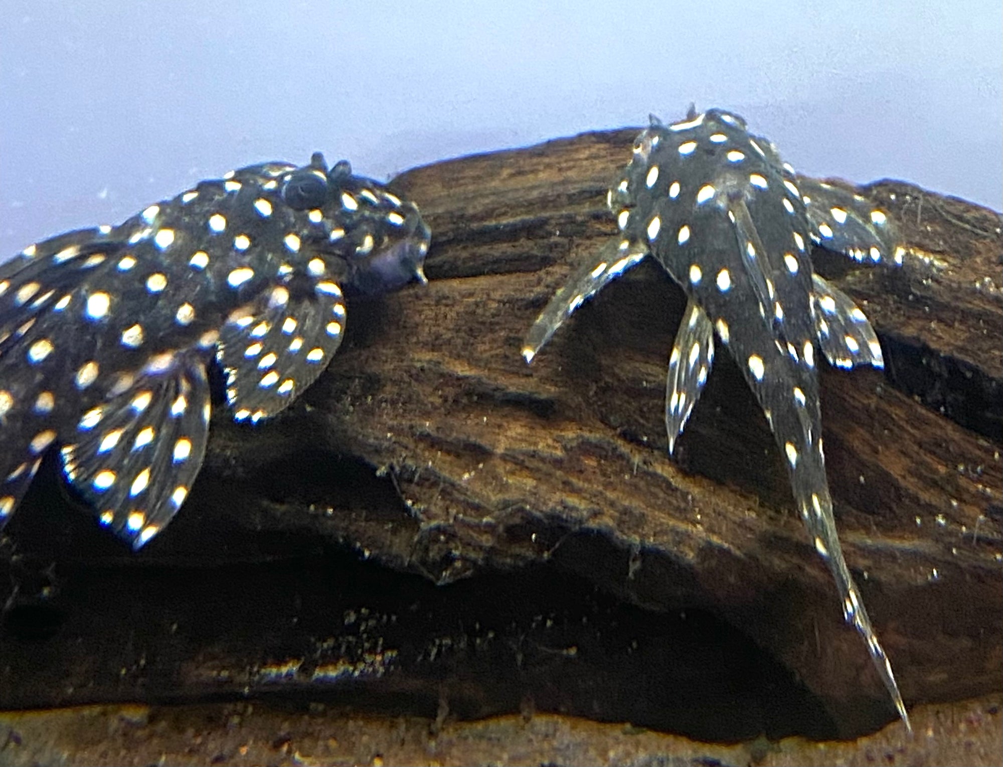 Pleco & Catfish