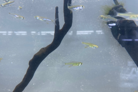 Green Kubotai Rasbora