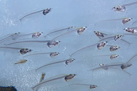 Ghost Glass Catfish