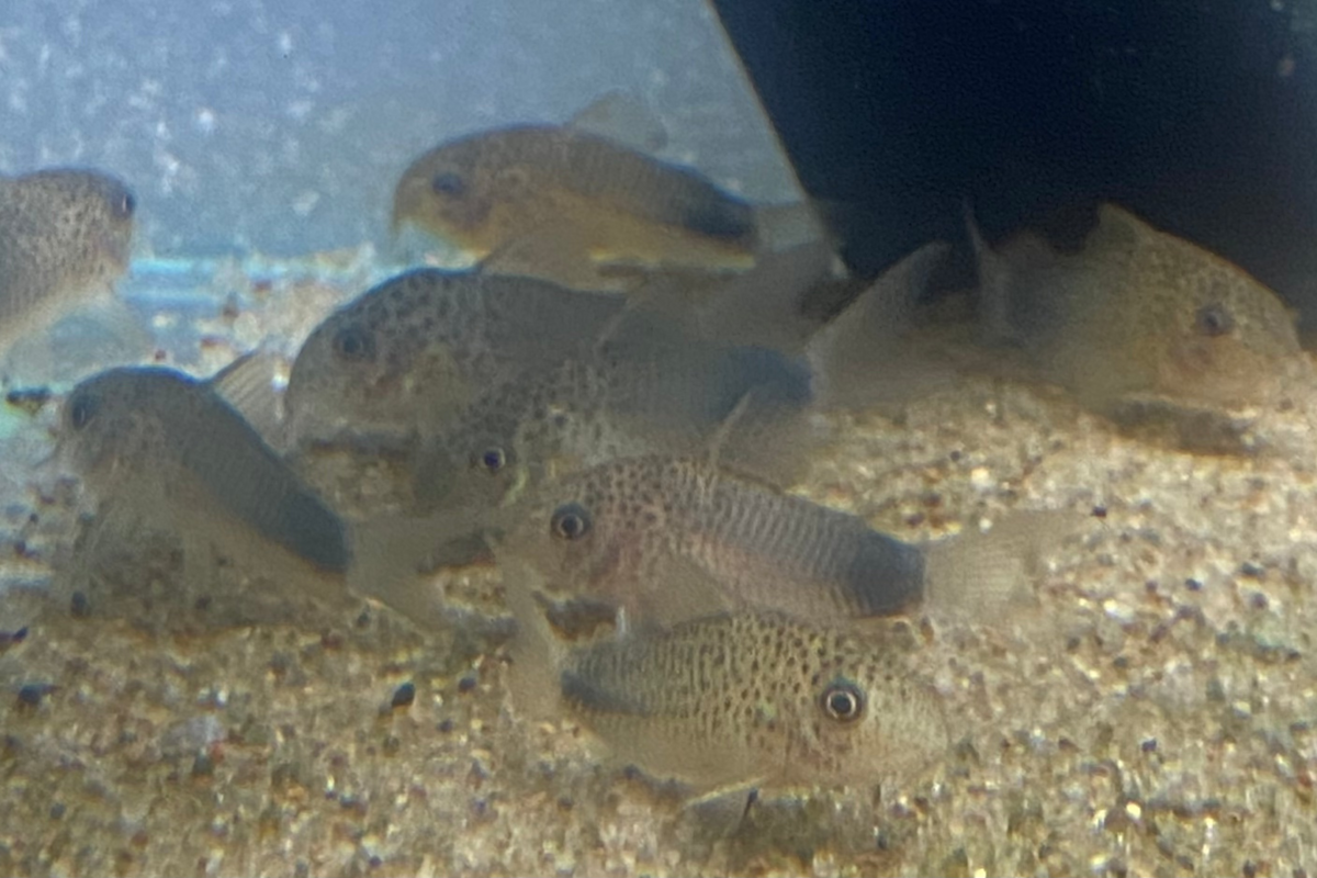 Smudge Spot Cory – CK Fishworld