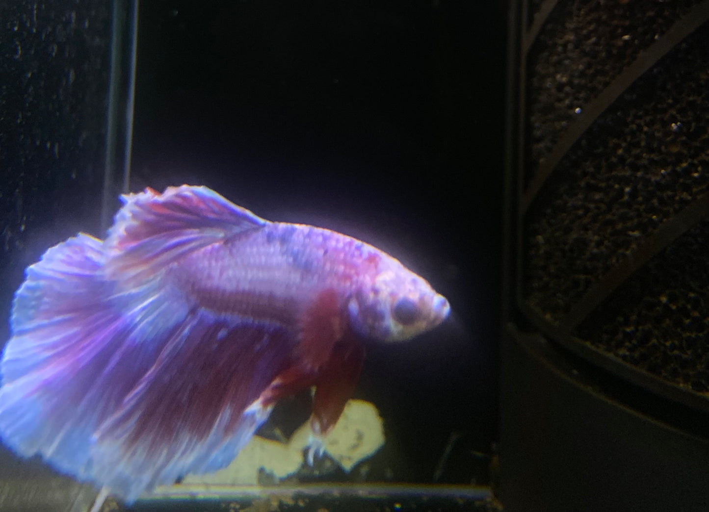 Dumbo Betta