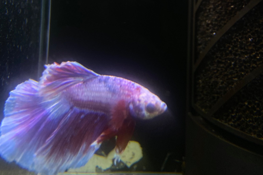 Dumbo Betta