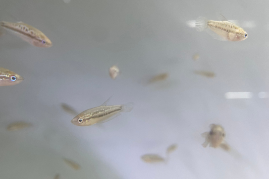 Sparkling Gourami